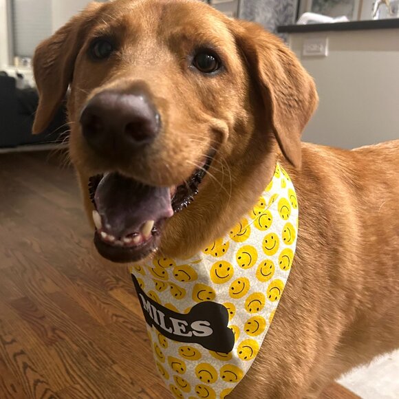 NEW CUSTOM MADE "TIE & GO" Reflective Dog Bandanas - Picture 4 of 11